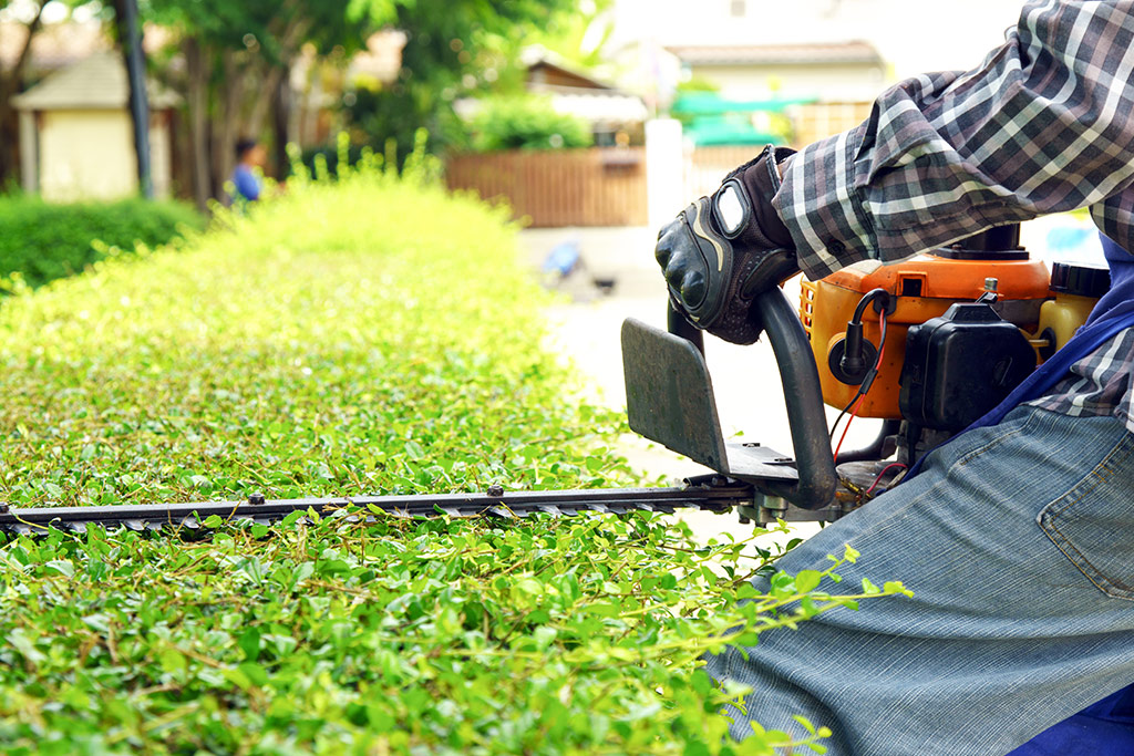 Bush Clean Up Services Fort Worth TX